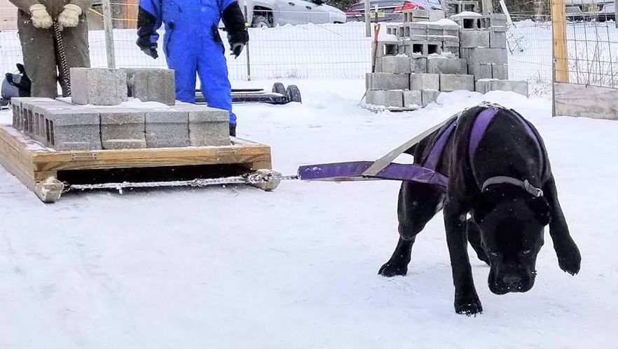 Dog shop weight pulling